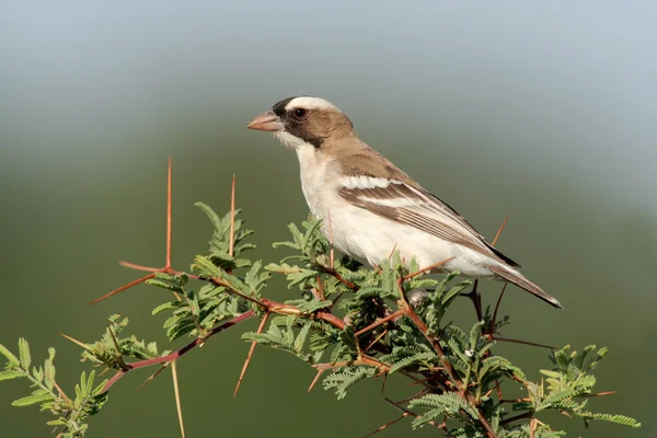Whitebrowed sparrowweaver — ストック写真