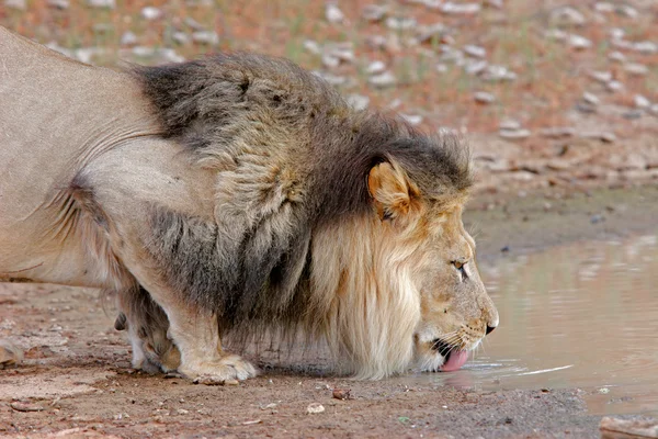 African lion drinking — Stok fotoğraf