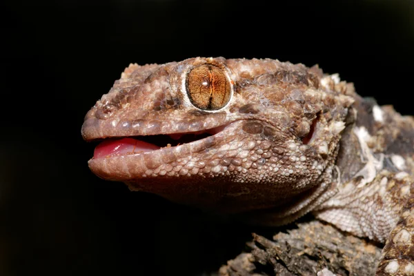 Bibron gecko — Stock Photo, Image