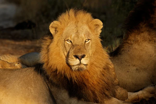 Nagy férfi afrikai oroszlán — Stock Fotó