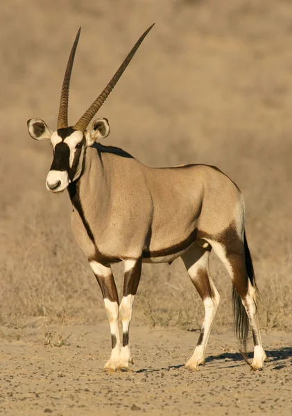 Gemsbok антилопи — стокове фото