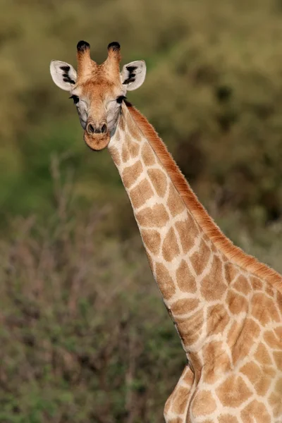 Retrato de jirafa — Foto de Stock