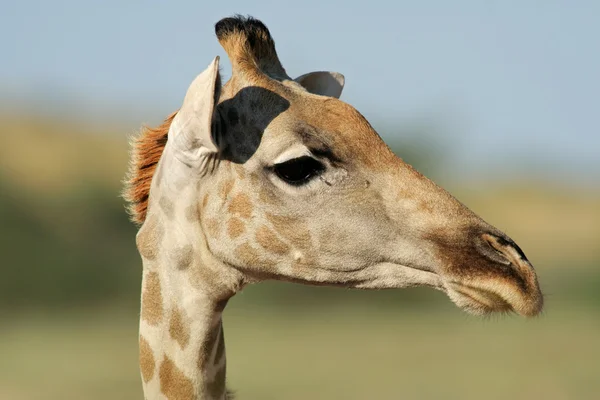 Retrato de jirafa —  Fotos de Stock