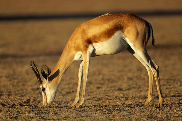 Grazing springbok antelope — Stock Photo, Image