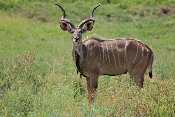Antílope Kudu — Fotografia de Stock