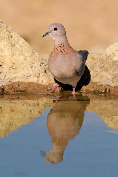 Laughing dove — Stock Photo, Image