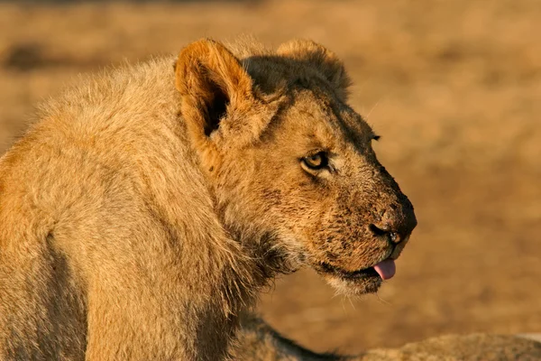 Afrikanischer Löwe nach Fütterung — Stockfoto