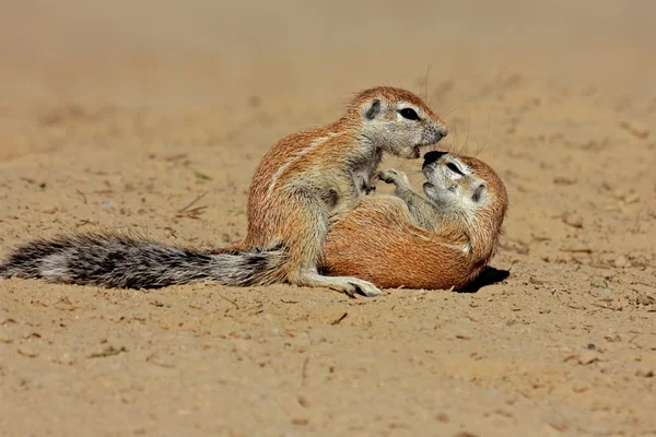 Játék földi mókusok — Stock Fotó