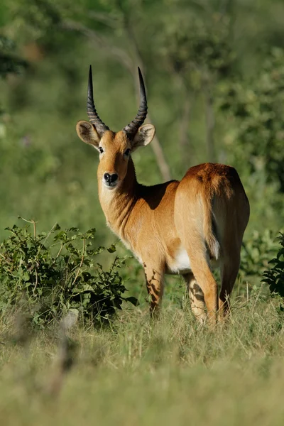 Puku antilop — Stockfoto
