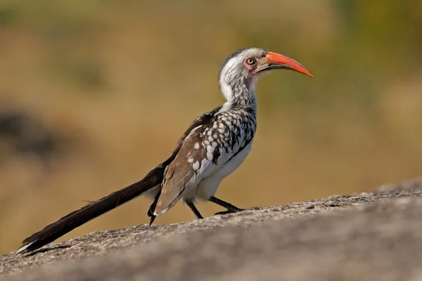 Rotschnabelhornvogel — Stockfoto