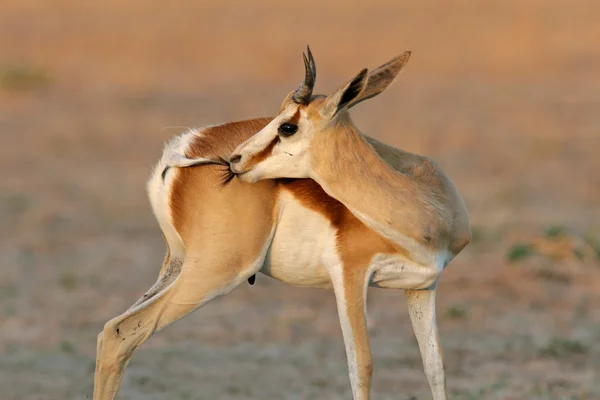 Antilope di Springbok — Foto Stock