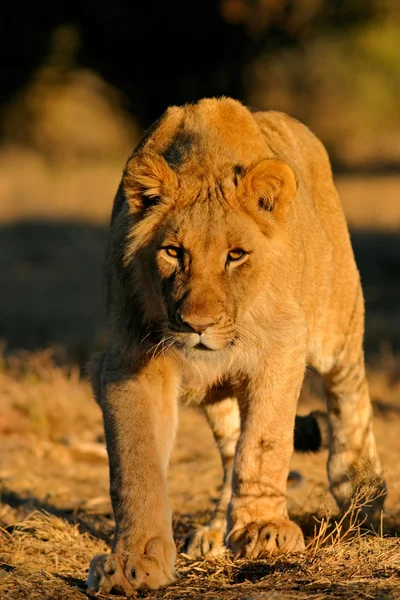 Podkradanie się pod zwierza jonów Afryki — Zdjęcie stockowe