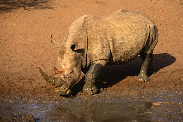 흰 코뿔소 — 스톡 사진