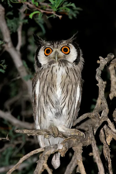 White-faced owl — Stock Photo, Image