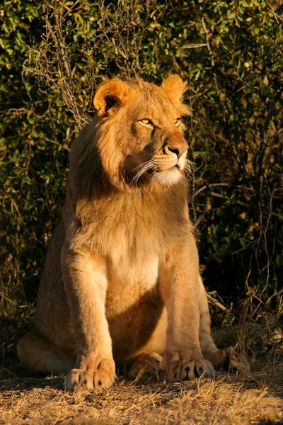 Giovane leone africano maschio — Foto Stock