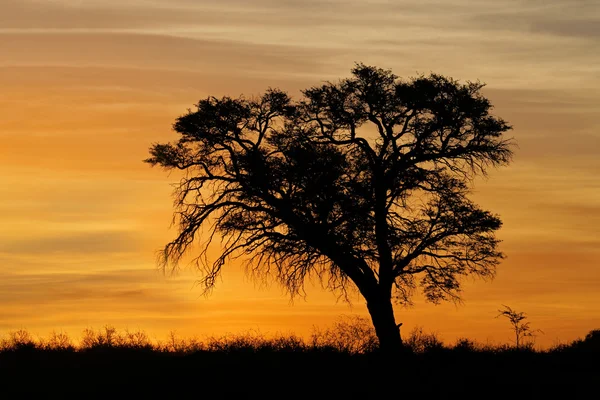Coucher de soleil africain avec arbre silhouetté — Photo