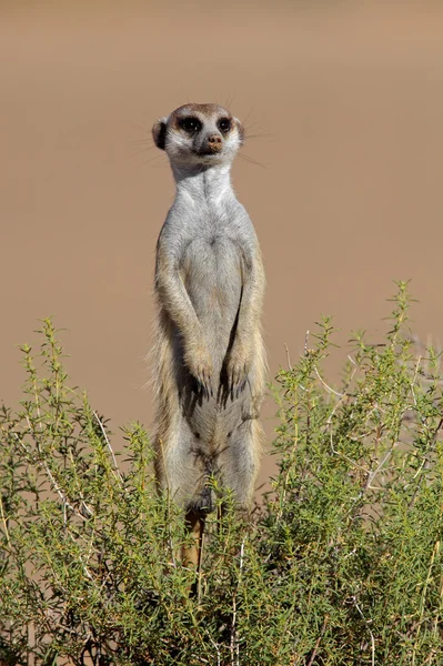 Alerta meerkat — Fotografia de Stock