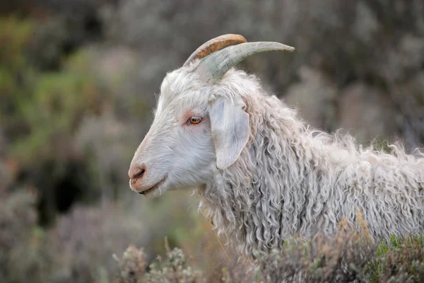 Ангорская коза — стоковое фото