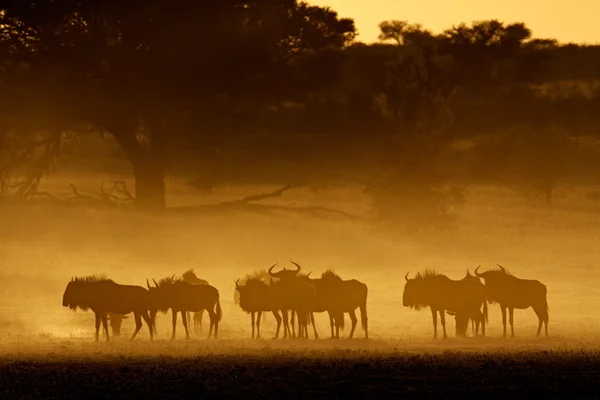 Toz mavi wildebeest — Stok fotoğraf