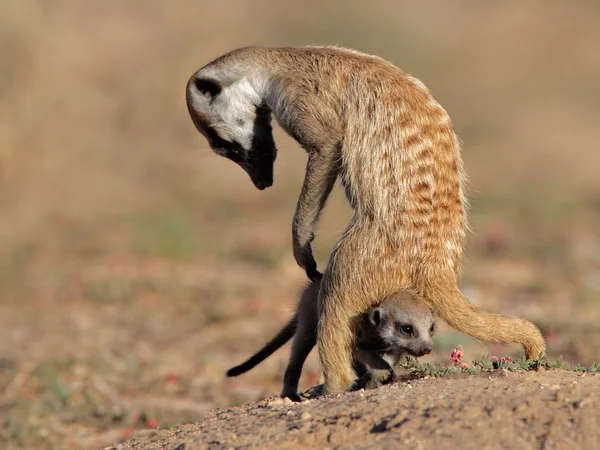 Meerkat con bebé —  Fotos de Stock