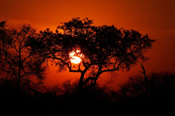 Savany západ slunce — Stock fotografie