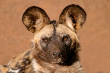 African wild dog clipart