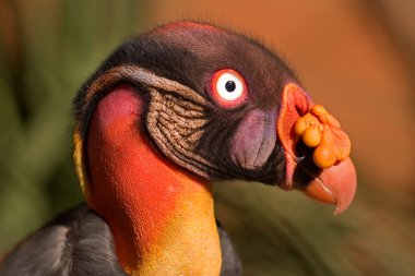 American king vulture clipart