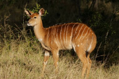 Nyala antelope clipart