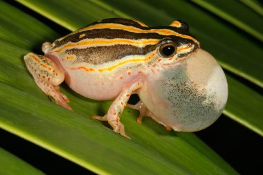 Calling painted reed frog clipart