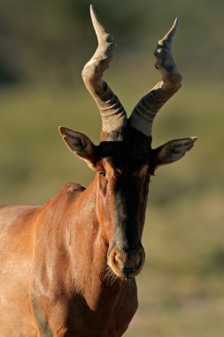 Red hartebeest portrait clipart