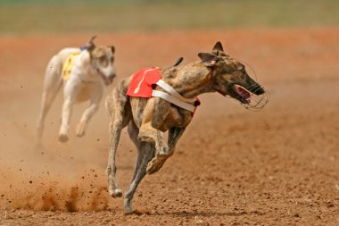 Sprinting greyhound clipart