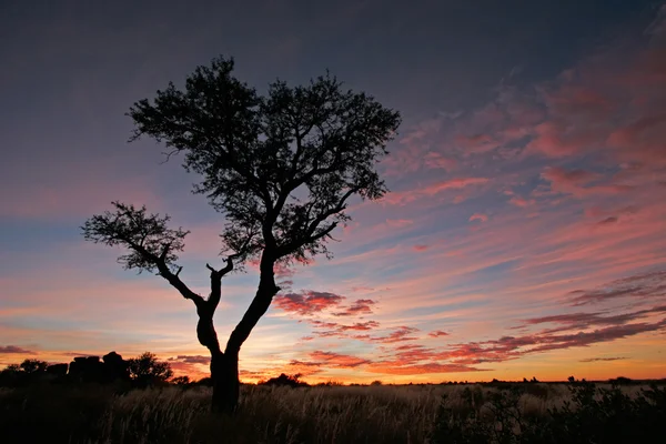 Silhouette d'arbre d'acacia — Photo