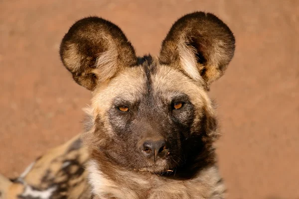 Afrikkalainen villikoira — kuvapankkivalokuva