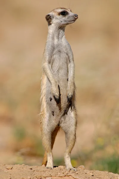 Waarschuw meerkat — Stockfoto
