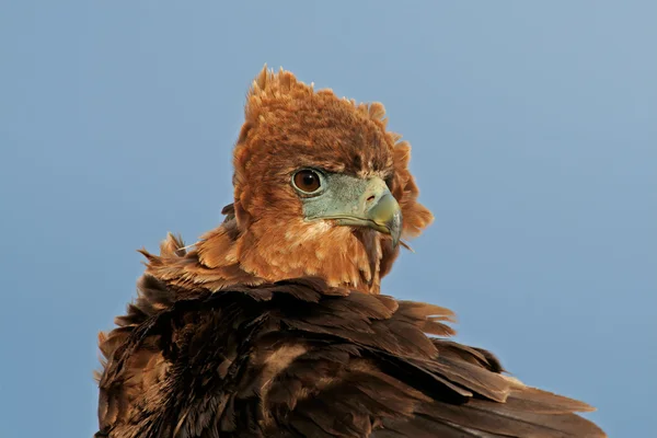 Goochelaar (vogel) portret — Stockfoto