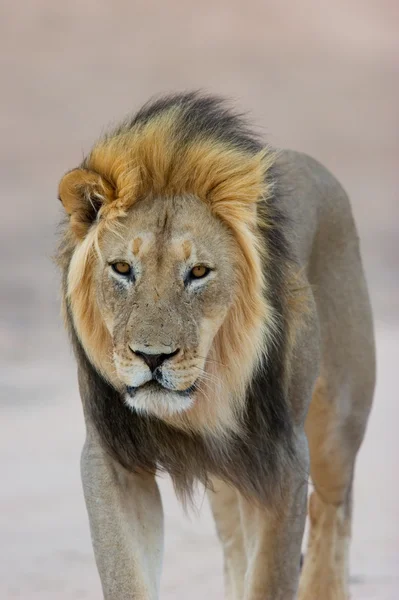 Black-maned African lion — Stock Photo, Image