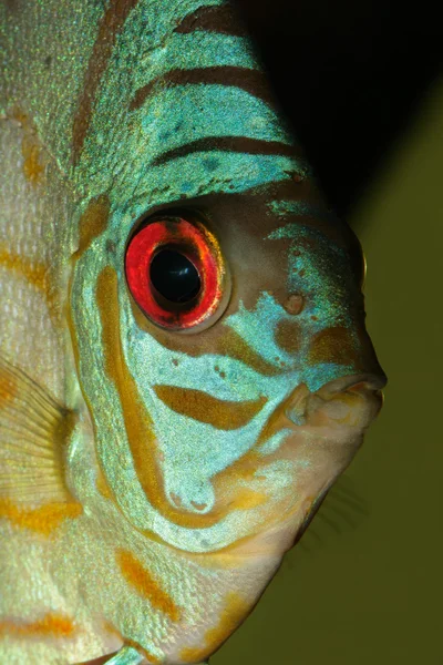 Blue discus fish — Stock Photo, Image