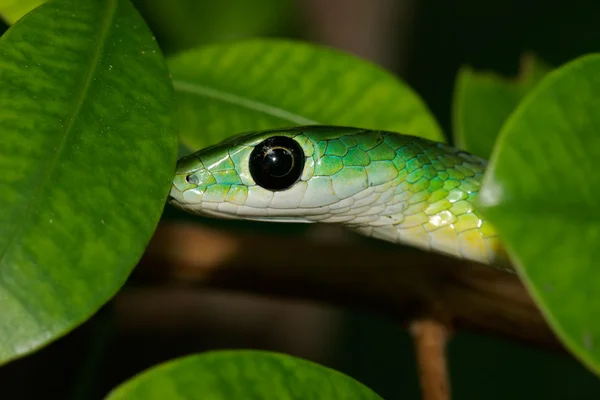 東の緑のヘビ — ストック写真