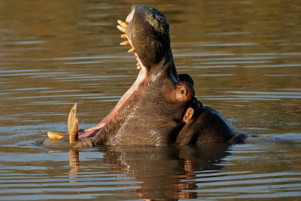 Hippopotamus yawning — Stock Photo, Image
