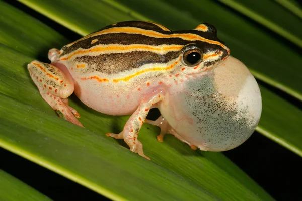 Calling painted reed frog — Stock Photo, Image