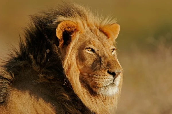 Μεγάλο αρσενικό, αφρικανικό λιοντάρι Φωτογραφία Αρχείου