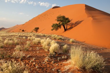 Grass, dune and tree clipart