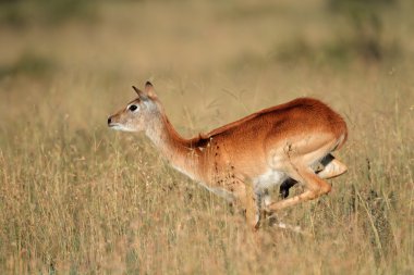 Kırmızı lechwe antilop çalışan