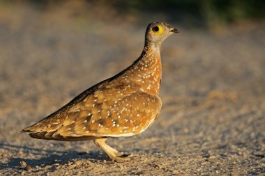 Spotted sandgrouse clipart