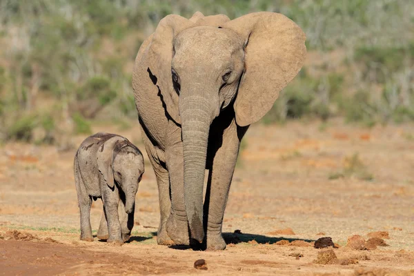 Buzağı ile Afrika fili — Stok fotoğraf