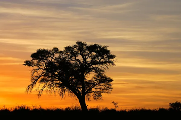 Pôr do sol africano com árvore silhueta — Fotografia de Stock