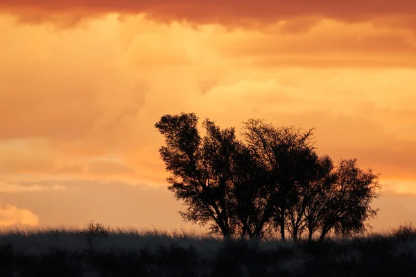 Coucher de soleil africain avec des arbres silhouettes — Photo