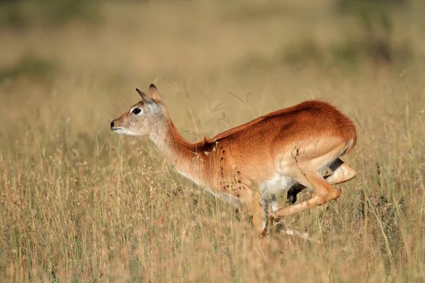 Kırmızı lechwe antilop çalışan — Stok fotoğraf