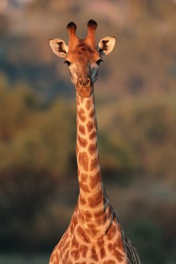 Giraffe portrait clipart