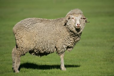 Merinos koyunu